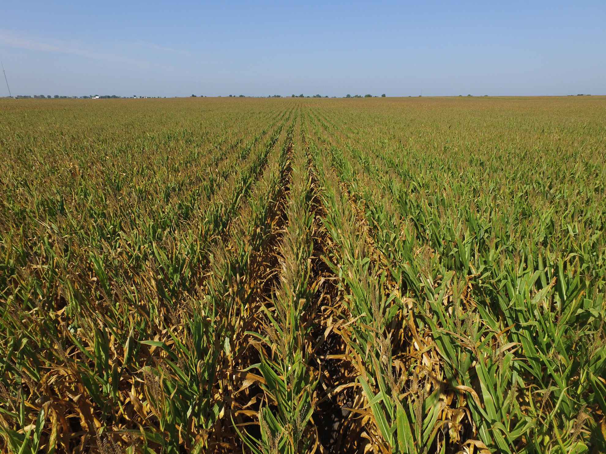 80 Acres Iroquois County IL Illinois & Indiana Farm Real Estate