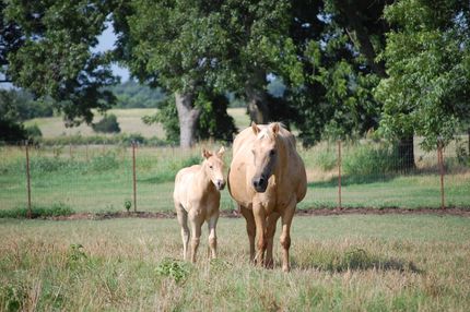 Property in Collin County, Texas