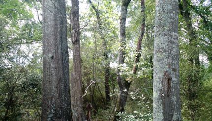 Property in Butts County, Georgia