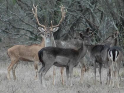 Property in Kleberg County, Texas