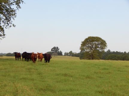 Property in Milam County, Texas