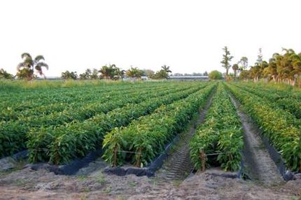 Property in Palm Beach County, Florida