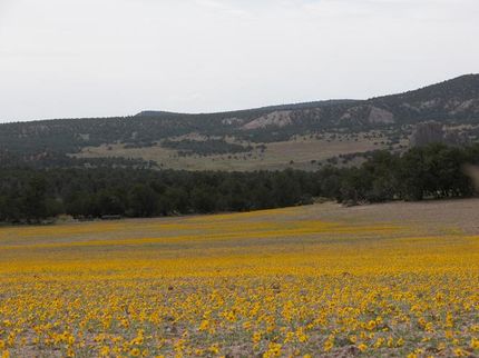 Property in Catron County, New Mexico