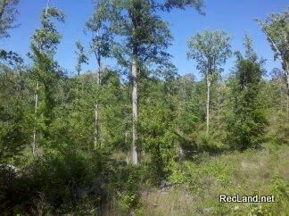 Property in Winn Parish, Louisiana