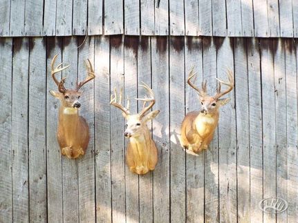 Property in Trigg County, Kentucky