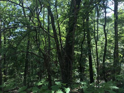 Property in Oconee County, South Carolina