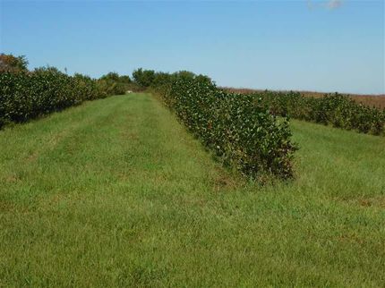 Property in Holt County, Missouri