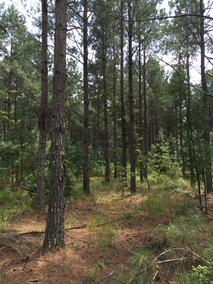 Property in Northampton County, North Carolina