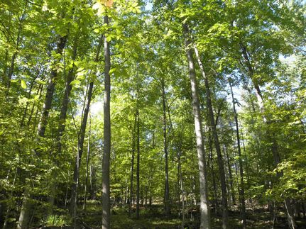 Property in Essex County, New York