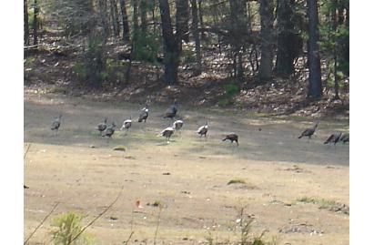 Property in Lowndes County, Alabama