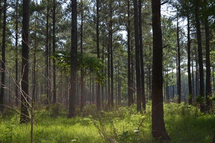 Property in Russell County, Alabama