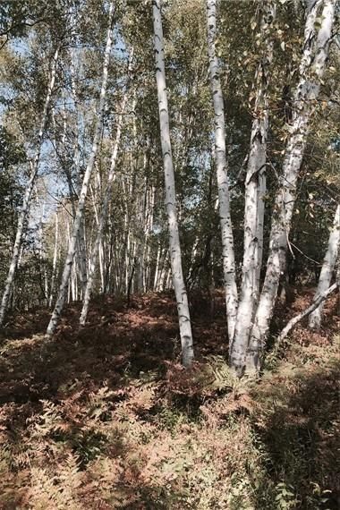 Property in Osceola County, Michigan