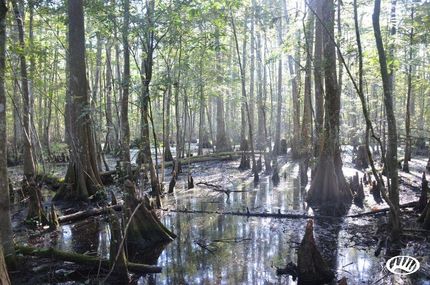 Property in Livingston Parish, Louisiana