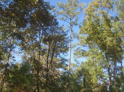 Property in Butts County, Georgia