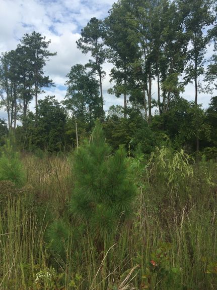 Property in Charlotte County, Virginia