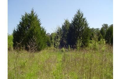 Property in Bullock County, Alabama