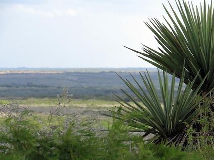 Property in Live Oak County, Texas