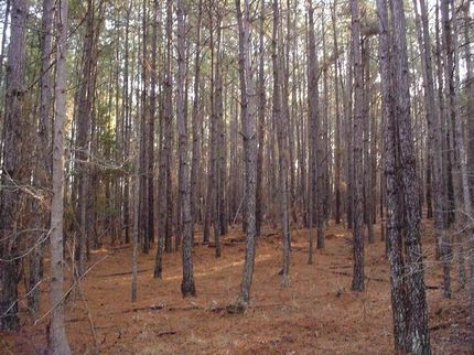 Property in Calhoun County, South Carolina