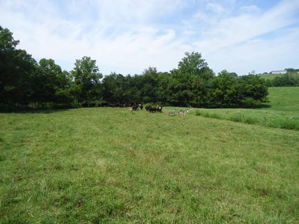 Property in Metcalfe County, Kentucky