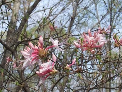 Property in Hall County, Georgia