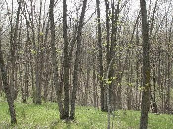 Property in Decatur County, Iowa