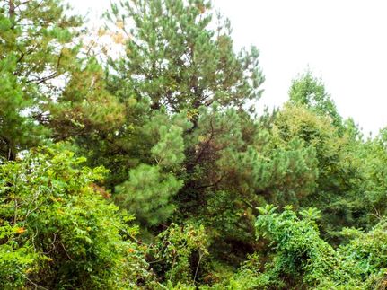 Property in McCurtain County, Oklahoma