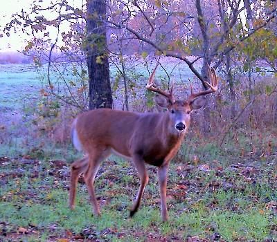 Property in Texas County, Missouri