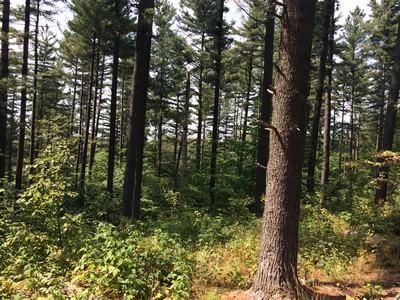 Property in Lewis County, New York