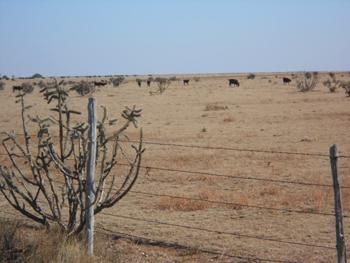 Property in Quay County, New Mexico