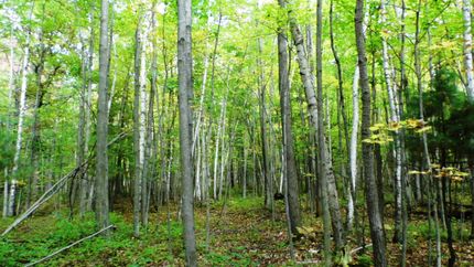 Property in Saginaw County, Michigan