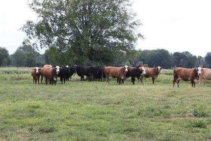 Property in Morris County, Texas