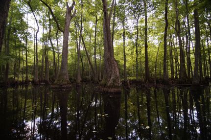 Property in Leake County, Mississippi