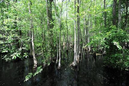 Property in Florence County, South Carolina