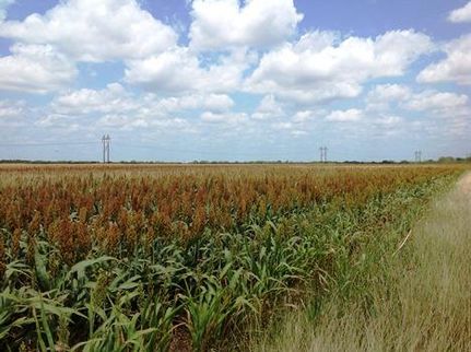 Property in Jim Wells County, Texas
