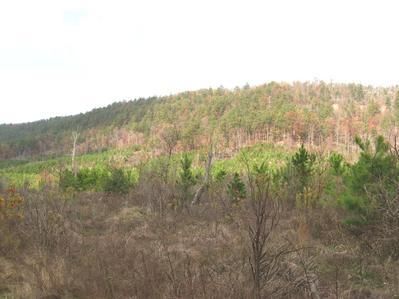 Property in Montgomery County, Arkansas