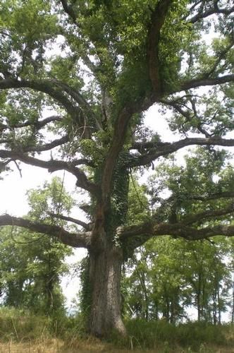 Property in Jackson County, Alabama