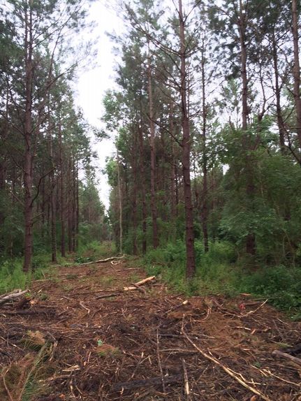 Property in Jones County, Mississippi