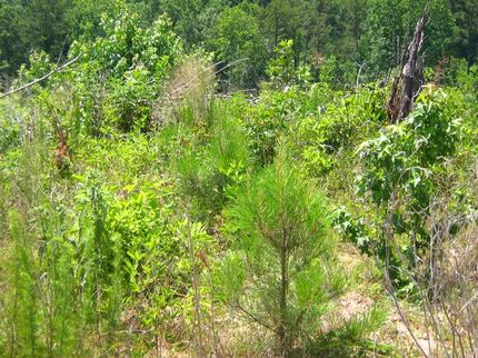 Property in Lauderdale County, Mississippi