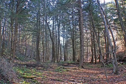 Property in Chautauqua County, New York