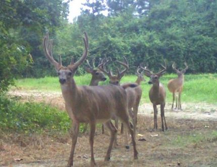 Property in Southampton County, Virginia