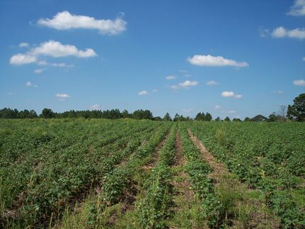 Property in Turner County, Georgia