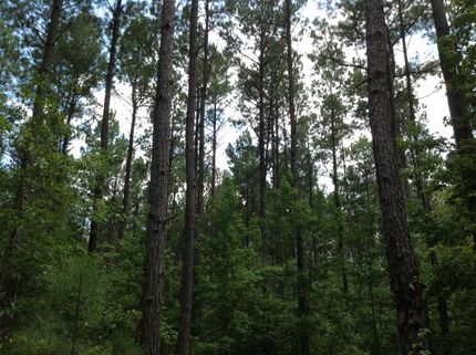 Property in Perry County, Alabama