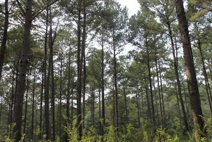 Property in Chambers County, Alabama