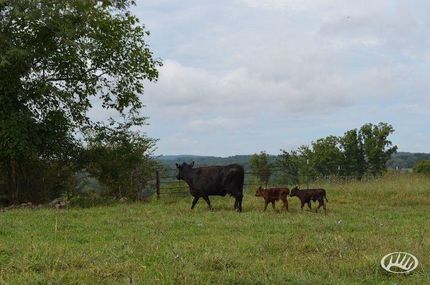 Property in Douglas County, Missouri