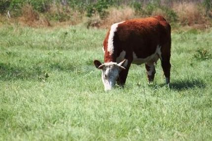 Property in Navarro County, Texas