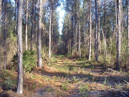 Property in Marlboro County, South Carolina