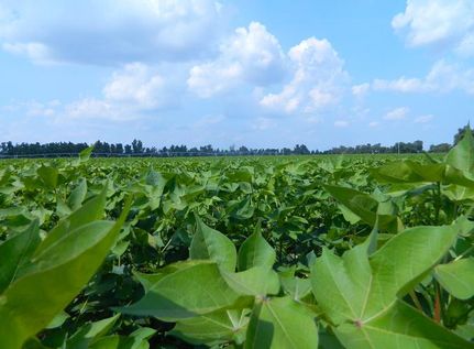 Property in Dunklin County, Missouri