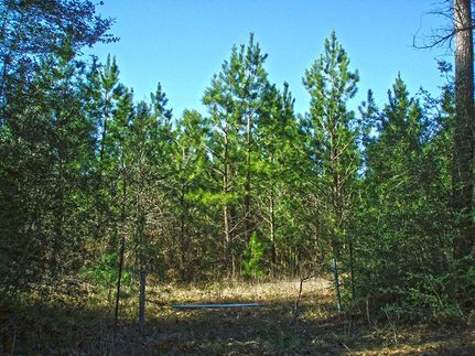Property in San Jacinto County, Texas