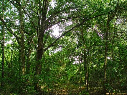 Property in Grimes County, Texas