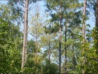 Property in Pike County, Alabama